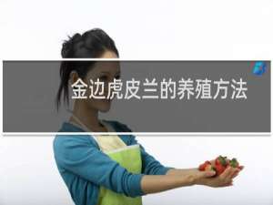 金边虎皮兰的养殖方法