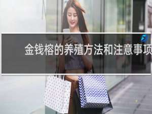 金钱榕的养殖方法和注意事项