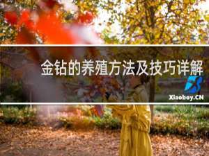 金钻的养殖方法及技巧详解