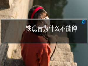 铁观音为什么不能种