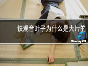 铁观音叶子为什么是大片的