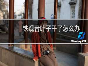 铁观音叶子干了怎么办