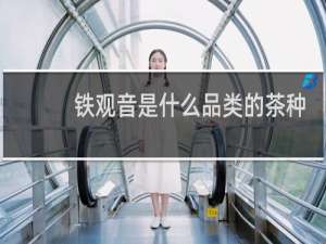铁观音是什么品类的茶种