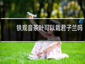 铁观音茶叶可以栽君子兰吗