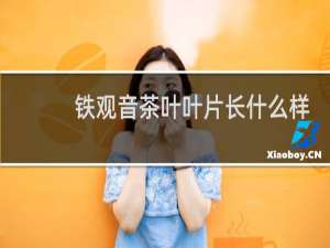 铁观音茶叶叶片长什么样