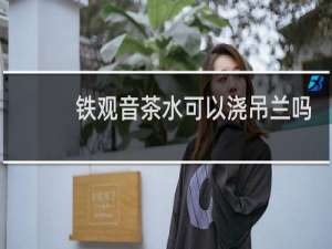 铁观音茶水可以浇吊兰吗