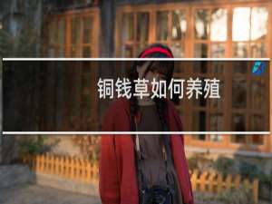铜钱草如何养殖