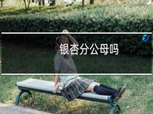 银杏分公母吗
