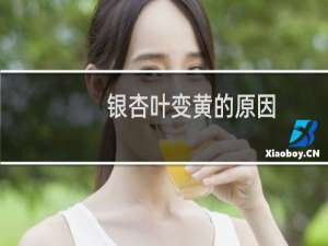 银杏叶变黄的原因