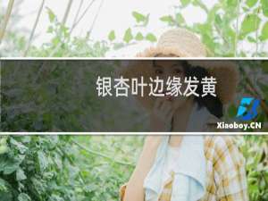 银杏叶边缘发黄