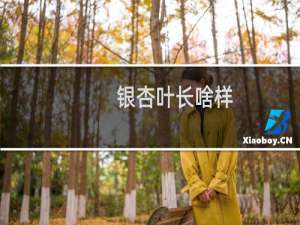 银杏叶长啥样
