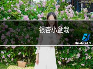 银杏小盆栽