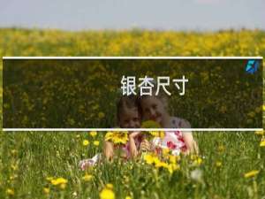 银杏尺寸