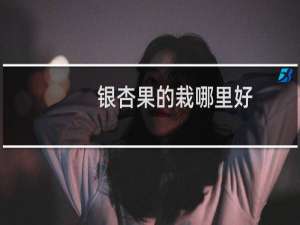 银杏果的栽哪里好