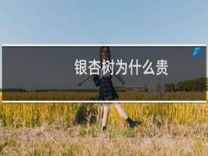 银杏树为什么贵