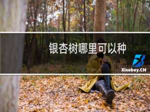 银杏树哪里可以种