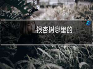 银杏树哪里的