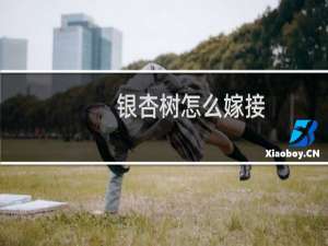 银杏树怎么嫁接