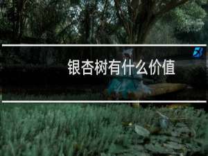 银杏树有什么价值