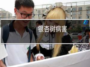 银杏树病害