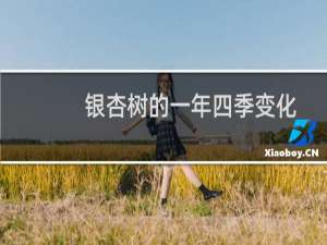 银杏树的一年四季变化