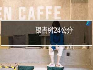银杏树24公分