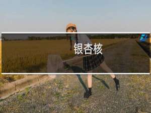 银杏核