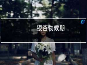 银杏物候期