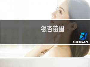 银杏苗圃