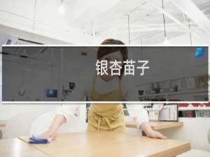 银杏苗子