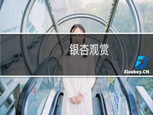 银杏观赏