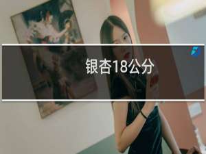 银杏18公分