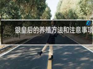 银皇后的养殖方法和注意事项