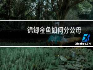锦鲫金鱼如何分公母