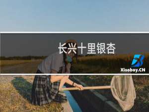 长兴十里银杏