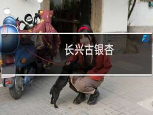 长兴古银杏