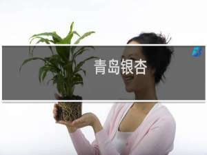 青岛银杏