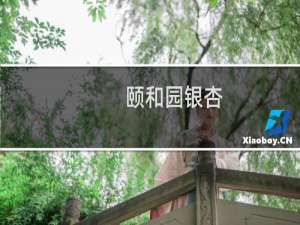 颐和园银杏