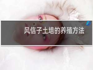 风信子土培的养殖方法