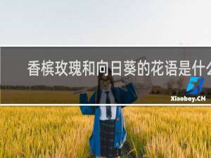 香槟玫瑰和向日葵的花语是什么