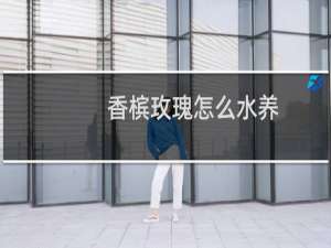 香槟玫瑰怎么水养