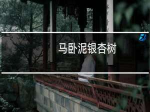 马卧泥银杏树