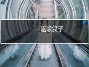 驱除鸽子