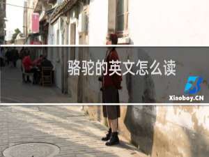 骆驼的英文怎么读