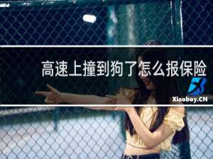 高速上撞到狗了怎么报保险
