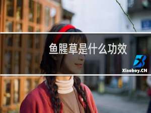 鱼腥草是什么功效