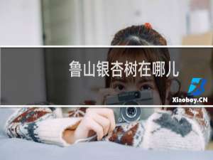 鲁山银杏树在哪儿