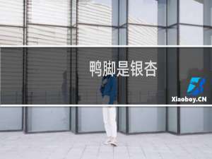 鸭脚是银杏