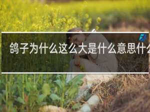 鸽子为什么这么大是什么意思什么梗
