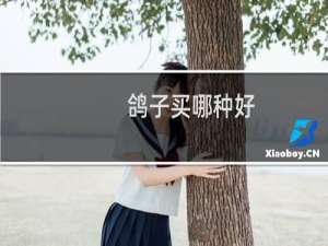 鸽子买哪种好